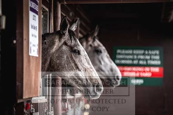 Goffs UK Spring Sale 2024-170