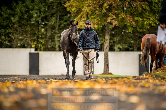 Goffs Orby 2018 Day 1-124