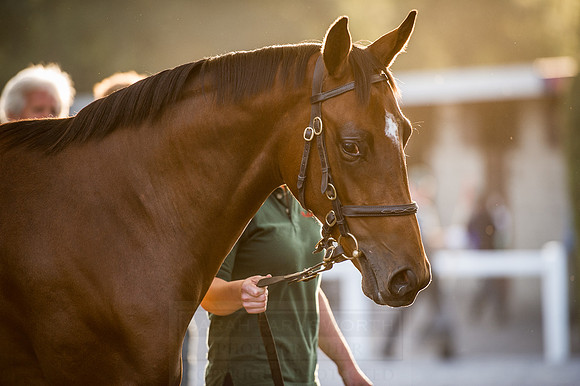Goffs Orby 2015 -440