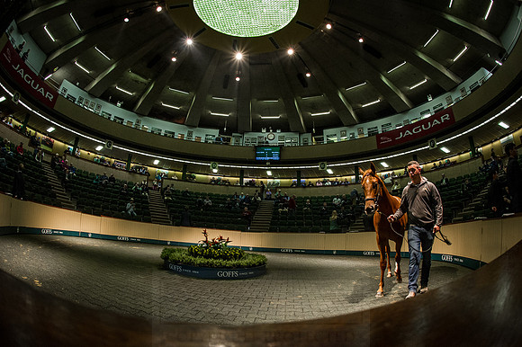 Goffs Orby 2015 -538