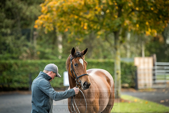 Goffs Orby 2018 Day 2-5