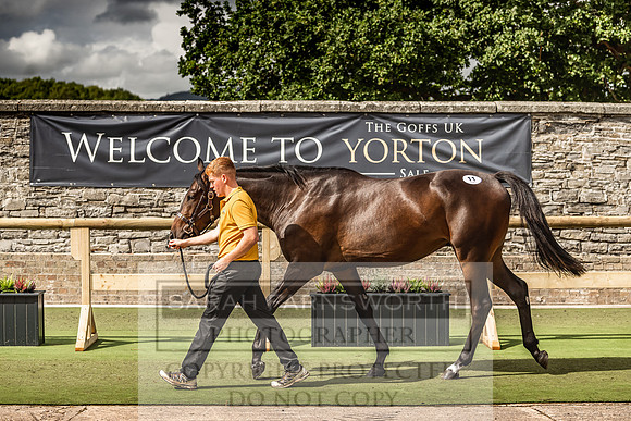 Goffs Yorton Sale 2022-178