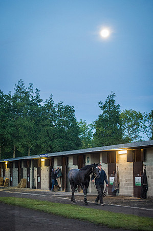 Goffs Orby 2015 -33