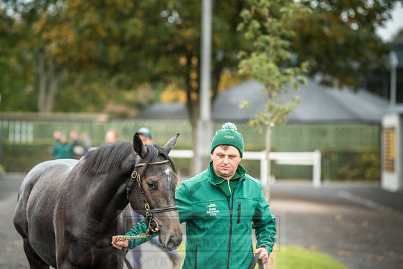 Goffs Orby 2018 Day 2-1