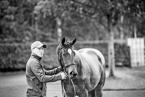Goffs Orby 2018 Day 2-6