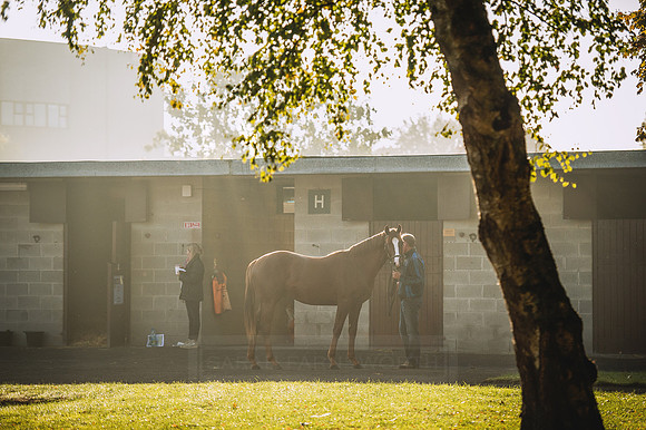 Goffs Orby 2015 -493