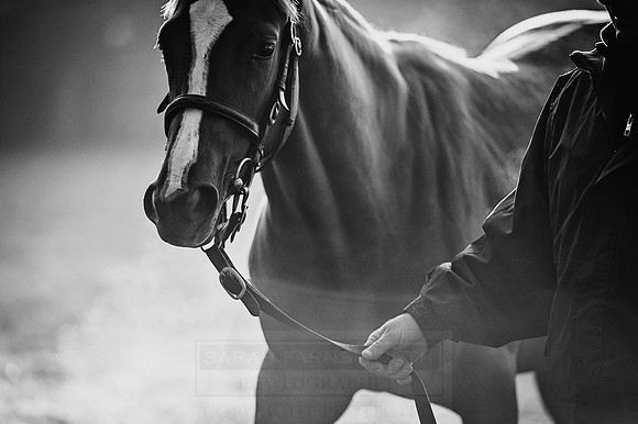 Goffs Orby 2015 -472 bw
