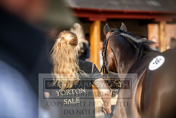 GUK Yorton Sale 2019-400