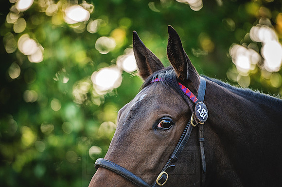 Goffs Orby 2015 -207