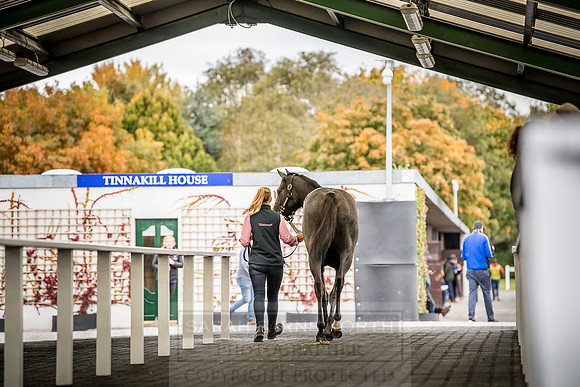 Goffs Orby 2018 Day 2-100
