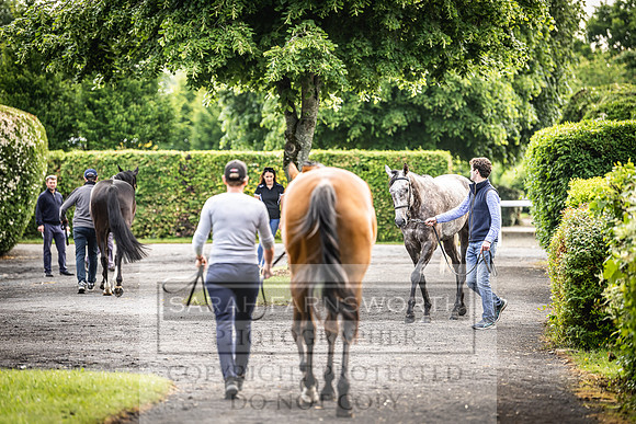 Goffs Land Rover Sale 2022-52