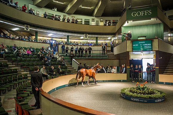 Goffs Orby 2015 -244