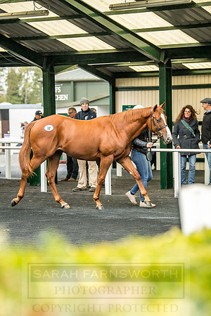 Goffs Orby 2018 Day 1-168