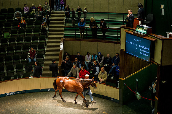 Goffs Orby 2015 -631