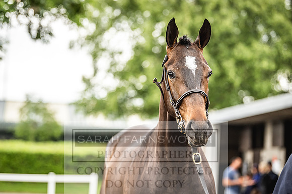 Goffs Land Rover Sale 2022-316