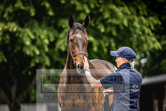Goffs Land Rover Sale 2022-237