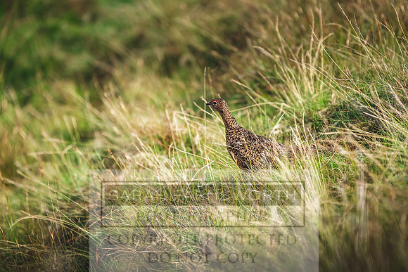 Red Grouse-1