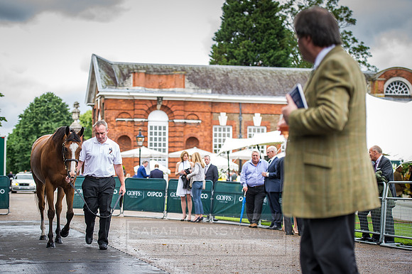 Goffs London Sale 2016-69