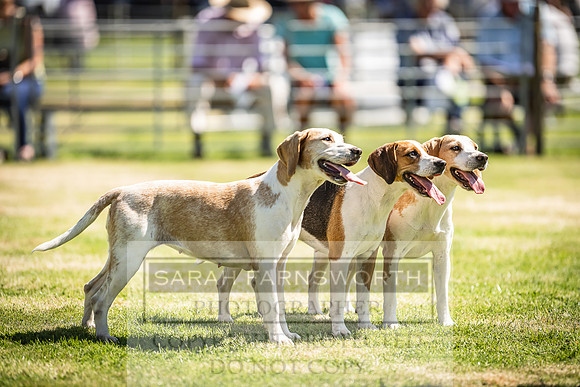 Rydal Hound Show 2022-153