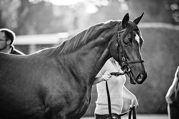 Goffs Orby 2015 -433 bw