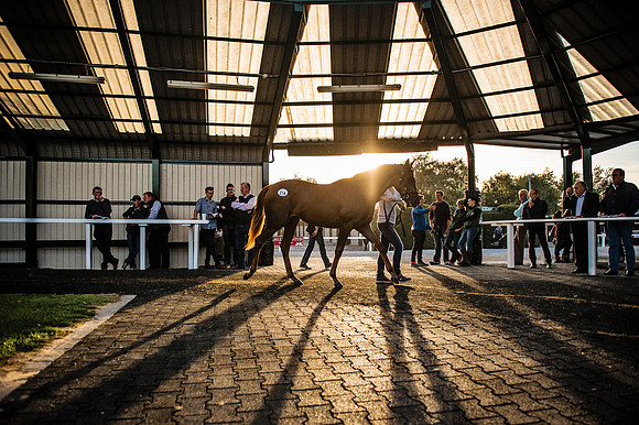 Goffs Orby 2015 -441