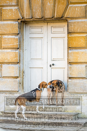 Baron Von Pfetten Puppy Show 02.09.18-164