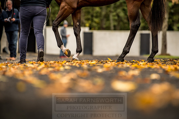 Goffs Orby 2018 Day 1-115