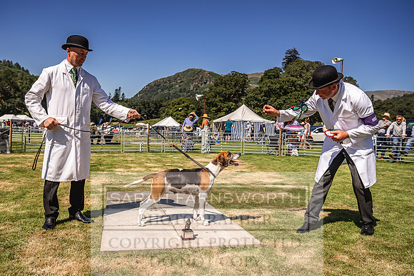 Rydal Hound Show 2022-96