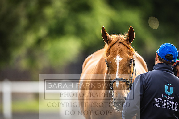 Goffs Land Rover Sale 2022-508