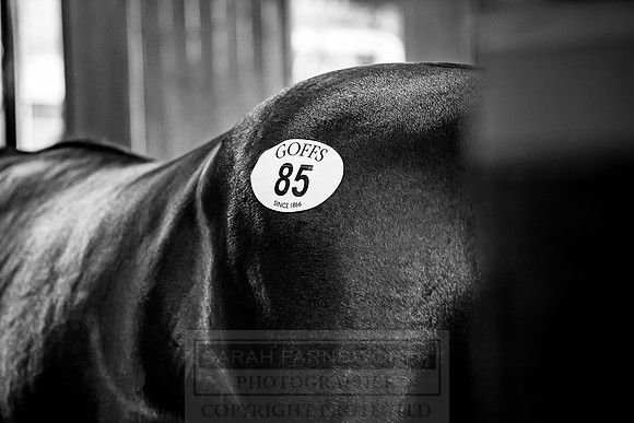 Goffs Orby 2018 Day 1-269