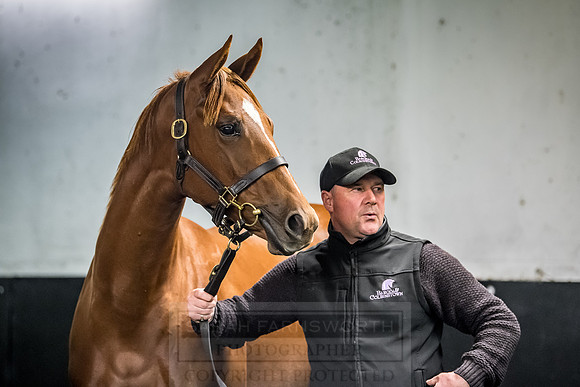 Goffs Orby 2018 Day 1-430
