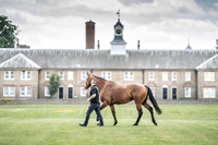 Goffs London Sale 2019-12