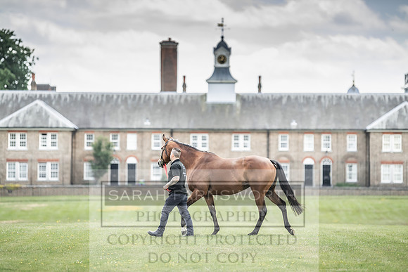Goffs London Sale 2019-12