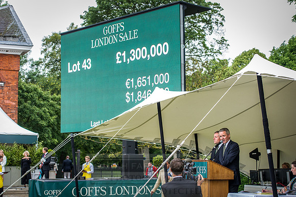 Goffs London Sale 2016-490