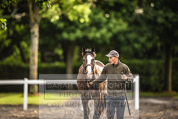 Goffs Land Rover Sale 2022-497