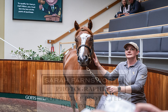 Goffs UK PY24-466