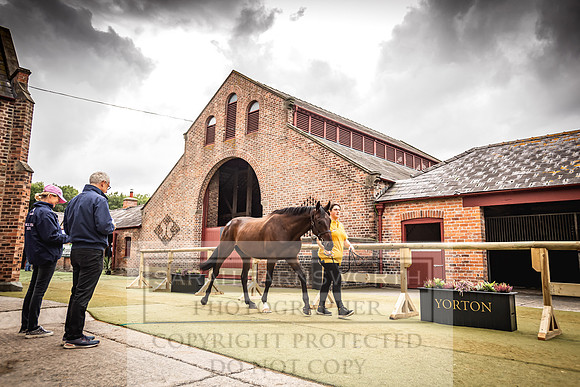 Goffs Yorton Sale 2022-147