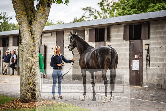 Goffs Land Rover Sale 2022-381