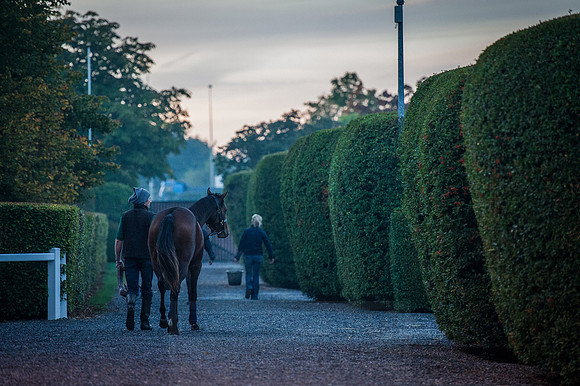 Goffs Orby 2015 -60