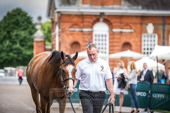 Goffs London Sale 2016-66