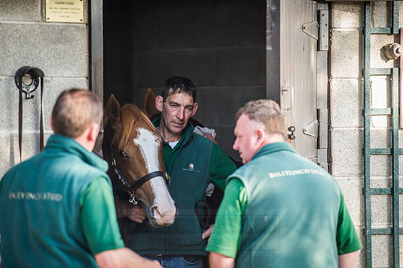 Goffs Orby 2015 -503