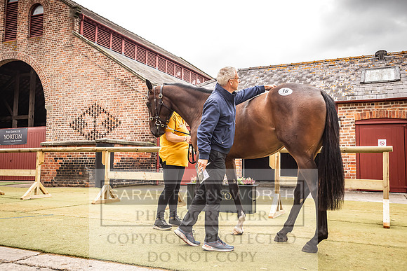 Goffs Yorton Sale 2022-149
