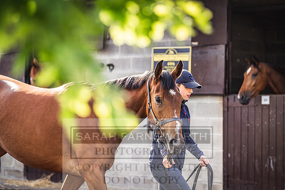 Goffs Land Rover Sale 2022-121