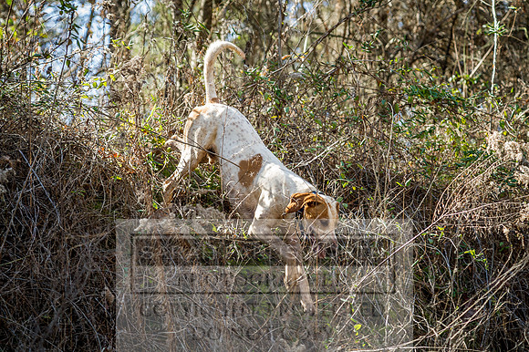 Mooreland Hunt-81