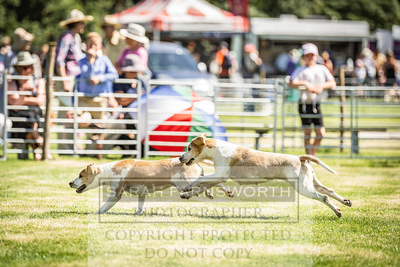 Rydal Hound Show 2022-151
