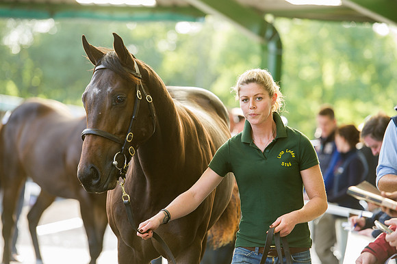 Goffs Orby14 CF7 359
