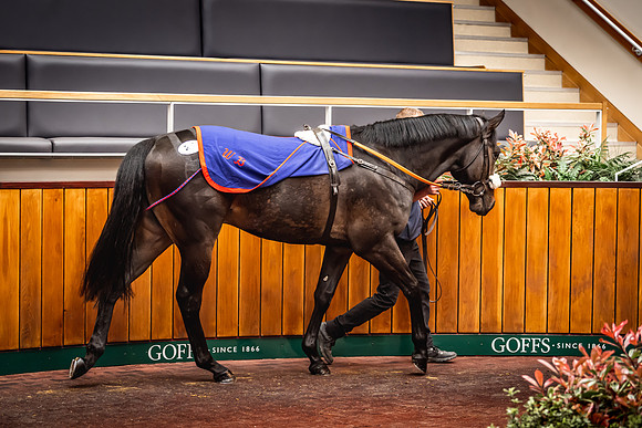 Goffs UK Breeze Up 2022-192