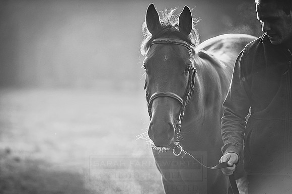 Goffs Orby 2015 -464 bw