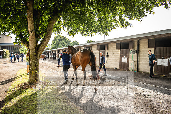 Goffs Land Rover Sale 2022-112