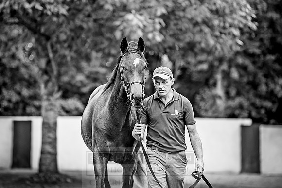Goffs Orby 2018 Day 2-202